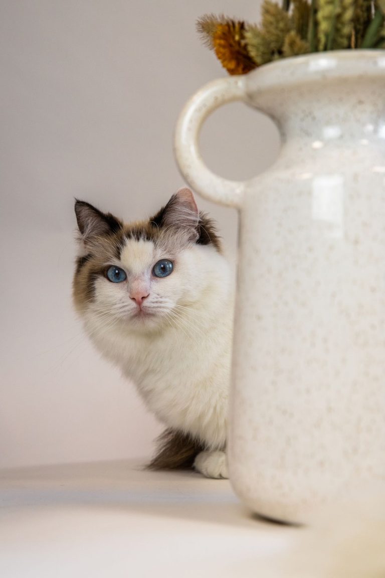 Kat achter vaas