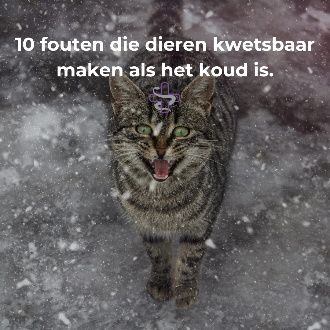 kwetsbaar dier in de kou